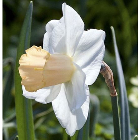 100 × Narcissus 'Salome'