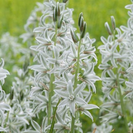 50 × Ornithogalum nutans
