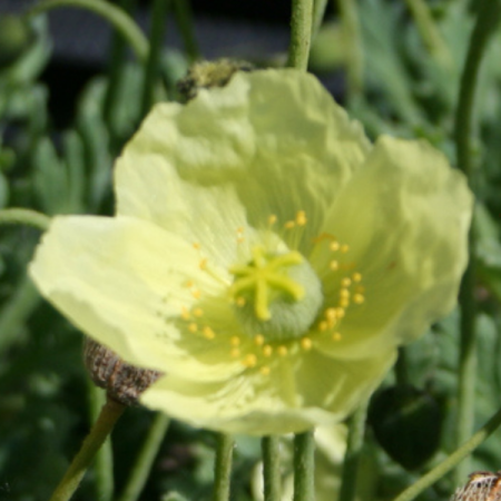 Papaver miyabeanum