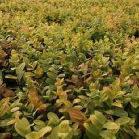 Polygonatum humile
