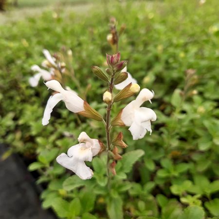 Salvia microphylla 'Gletsjer'