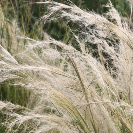 Stipa 'Ichu'