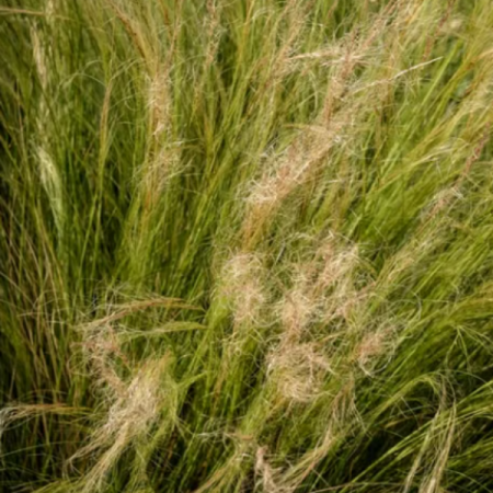 Stipa elegantissima