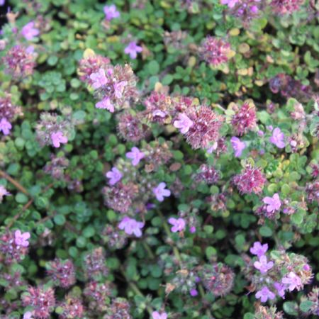 Thymus praecox 'Pink Chintz'