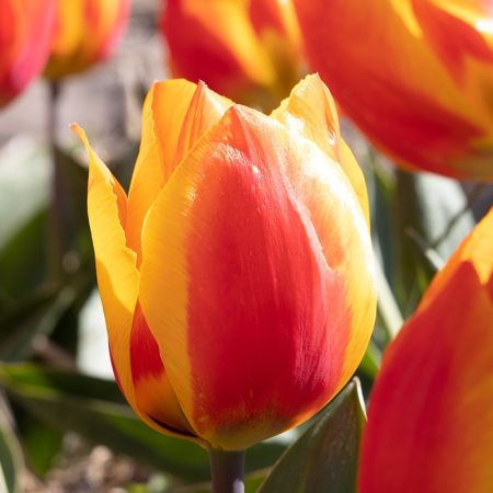 100 × Tulipa 'Flair'
