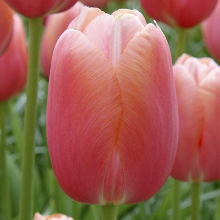 35 × Tulipa 'Menton'