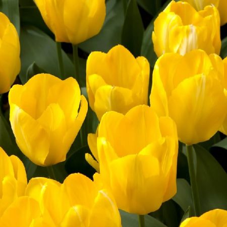 35 × Tulpen 'Candela'