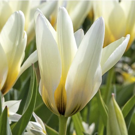 35 x Tulp 'Concerto'