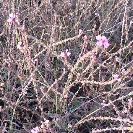 Verbena officinalis 'Bampton'