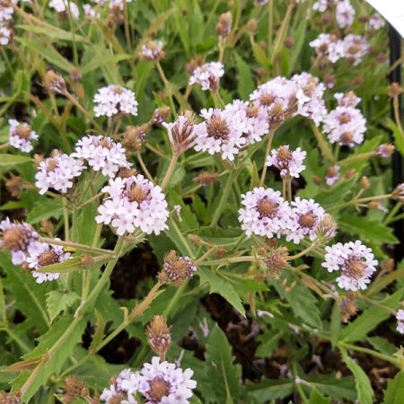Verbena rigida 'Polaris'