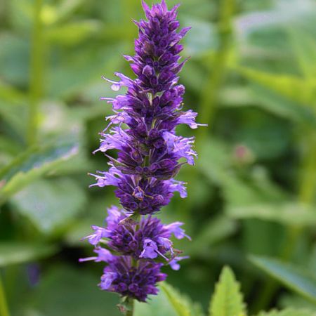 Agastache foeniculum - Dropplant