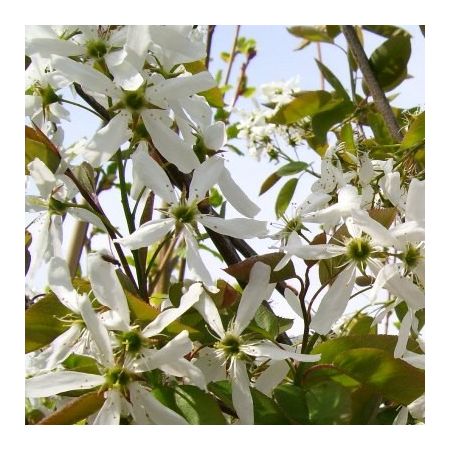 Amelanchier 'Ballerina'  - Krentenboompje