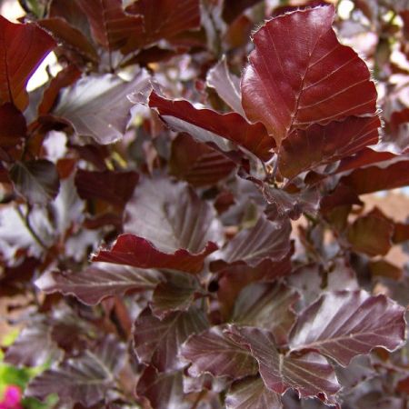 Fagus sylvatica ‘Dawyck Purple’ - Zuilbeuk 'Dawyck Purple'