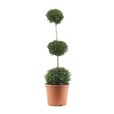 Buxus Triobol - Buxus