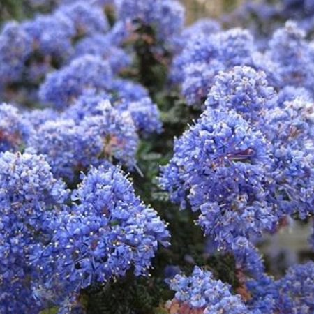 Ceanothus 'Burkwoodii'  - Californische sering
