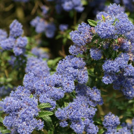 Ceanothus 'Concha' - Californische sering