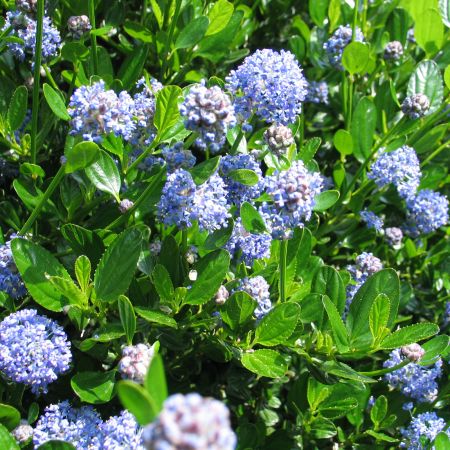 Ceanothus impressus - Californische Sering