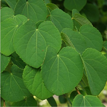 Cercidiphyllum japonicum - Katsuraboom