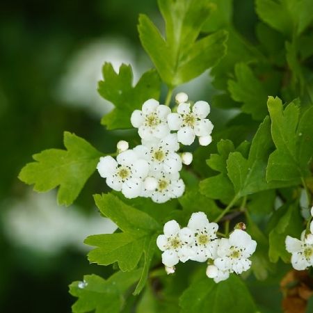 Crataegus monogyna 25x 