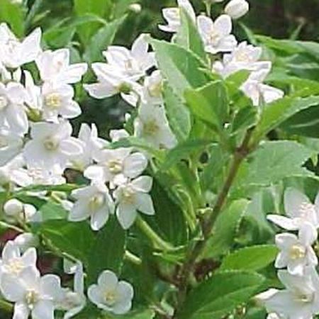 Deutzia gracilis - Slanke deutzia