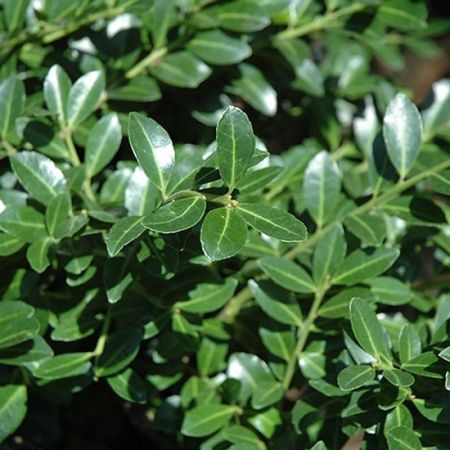 Ilex crenata 'Green Lustre' - Japanse hulst