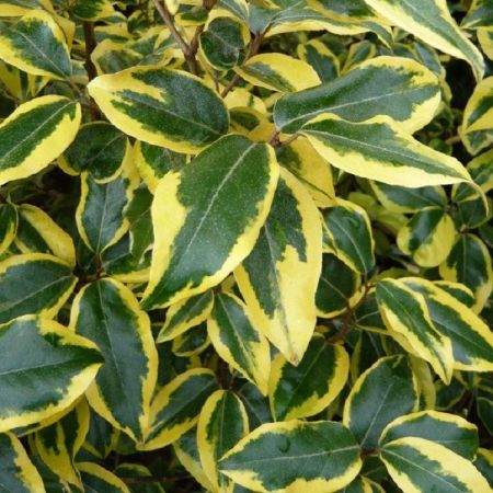 Elaeagnus ebbingei 'Gilt edge' - Olijfwilg