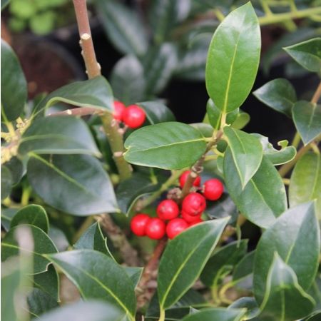 Ilex aquifolium 'J.C. Van Tol' - Bonte hulst