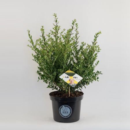 Ilex crenata 'Dark Green' ® - Hulst, 40 - 60, C