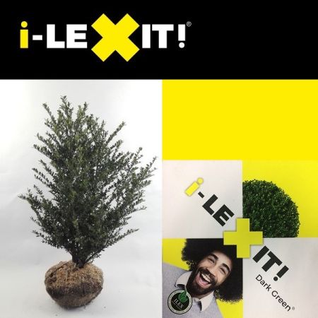 Ilex crenata 'Dark Green' ® - Hulst, 60 - 80, Kluit