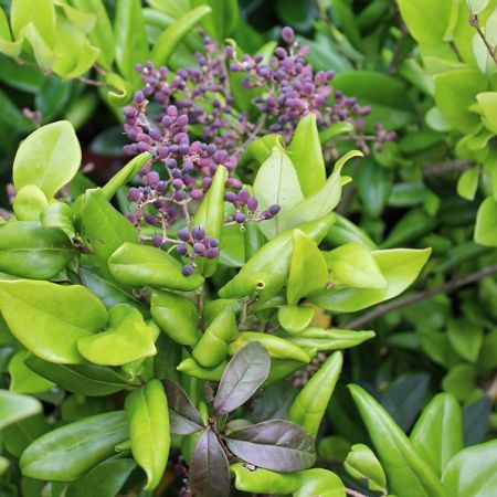 Ligustrum japonicus 'Texanum' - Liguster, 60 - 80, C10