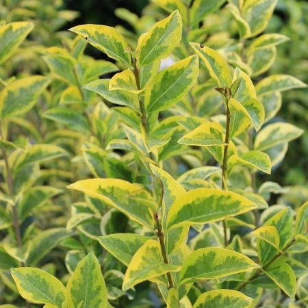 Ligustrum oval. 'Aureum' - Liguster, 80 - 100, C10