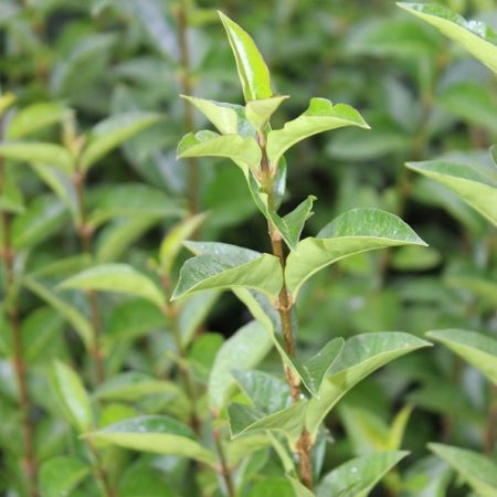 Ligustrum ovalifolium 25x - Liguster, 60 - 90, BW