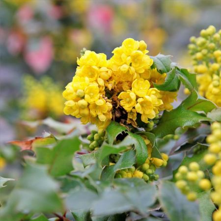 Mahonia aquifolium 25x - Mahoniestruik, 30 - 40, BW