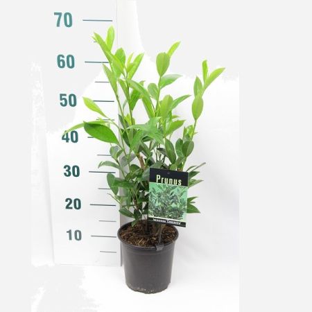Prunus laurocerasus Caucasica - Laurierkers, 40 - 60, C