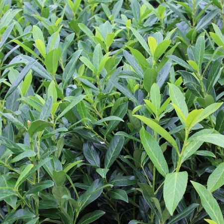 Prunus laurocerasus Caucasica - Laurierkers, 80 - 100, Kluit
