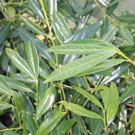 Prunus laurocerasus 'Zabeliana' - Kerslaurier, 30-40_C