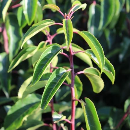 Prunus lusitanica - Portugese laurier, 40 - 50, C