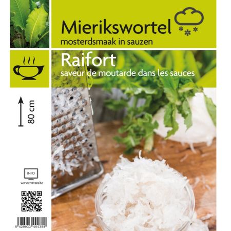 Armoracia rusticana - Mierikswortel