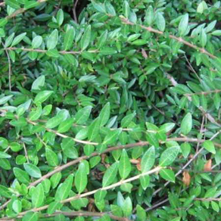 Lonicera Pileata  - Chinese Kamperfoelie