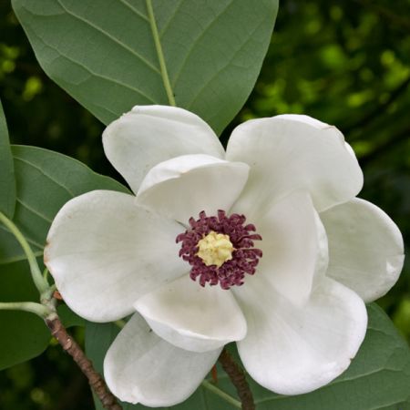 Magnolia sieboldii - Sieboldmagnolia