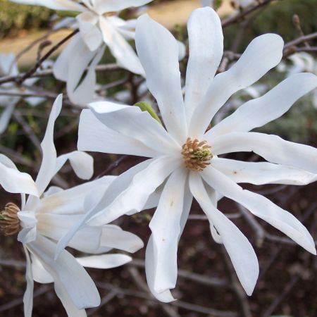 Magnolia 'Stellata' - Sterrenmagnolia