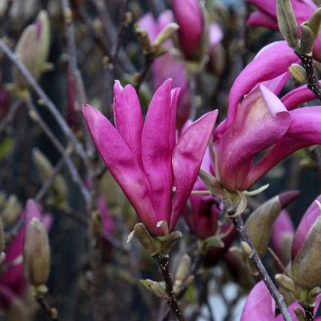 Magnolia 'Susan' - Siermagnolia