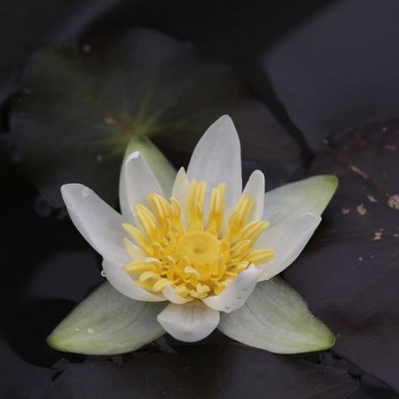 Nymphaea 'Alba' - Witte waterlelie