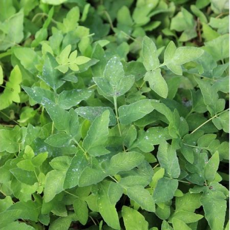 Osmunda regalis - Koningsvaren