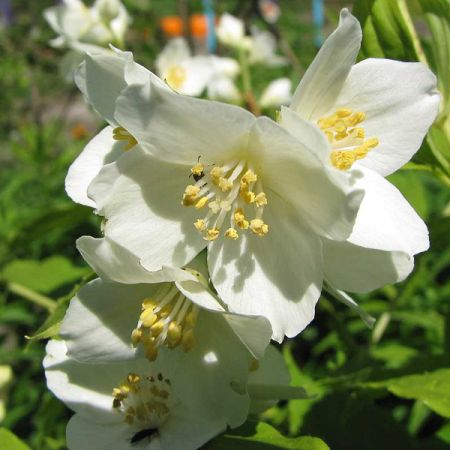 Philadelphus 'Lemoinei' - Seringat