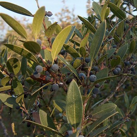 Phillyrea angustifolia - Smalle Phillyrea