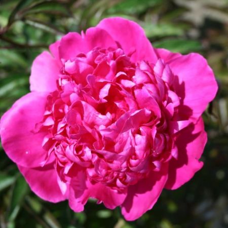 Paeonia 'Felix Crousse' - Pivoines