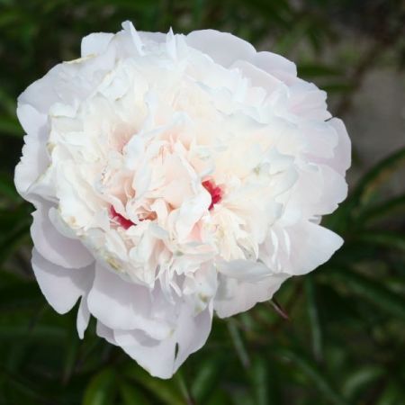 Paeonia 'Festiva Maxima' - Pivoines