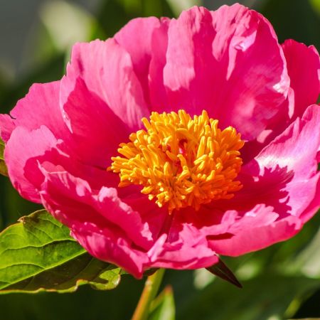 Paeonia 'Flame' - Pivoines