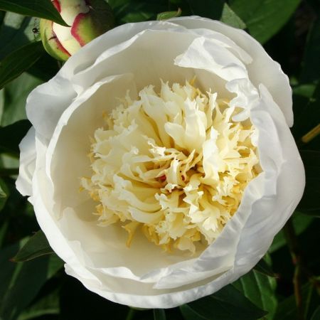 Paeonia 'Immaculee' - Pivoines